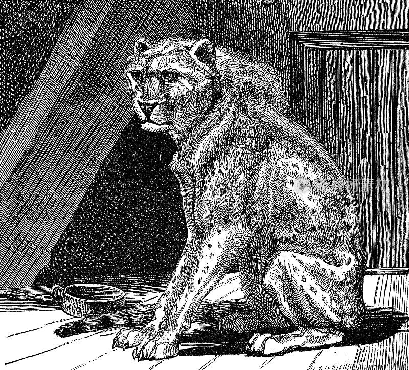 圈养中的猎豹(Acinonyx Jubatus) - 19世纪